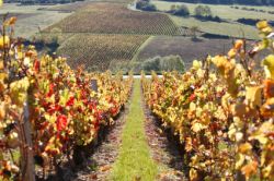 Beaujolais Wine Region